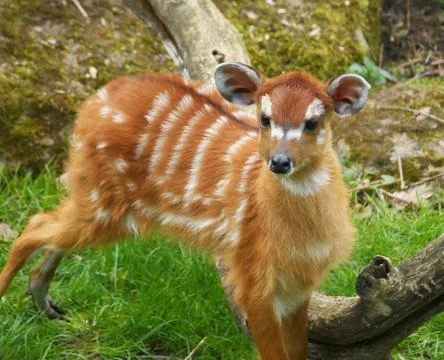 Cub of antelope sitatunga Stock Photos