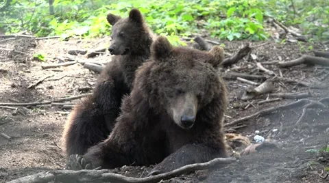 Cub bear standing close to mother bear Stock Footage 60954729