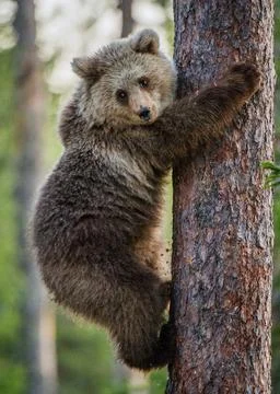 Cub of Brown bear climb on the tree.The bear cub climbing on the tree. (Ursus Stock Photos
