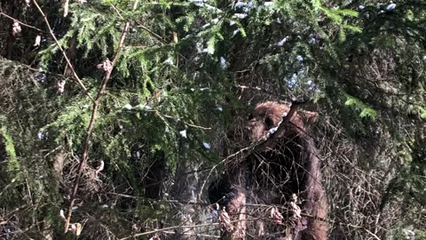 Cub brown bear Video stock 143873678