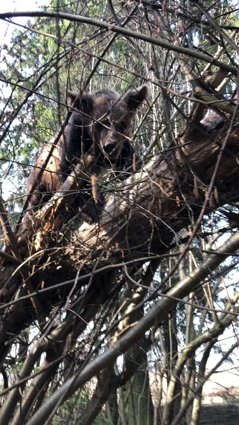 Cub brown bear Video stock 143876508