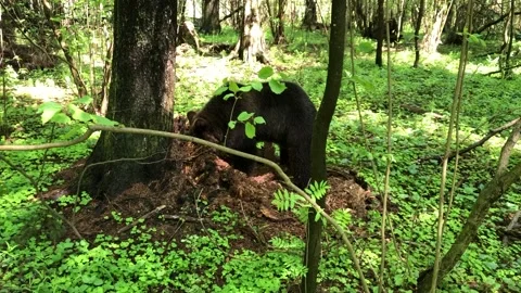 Cub brown bear Stock Footage
