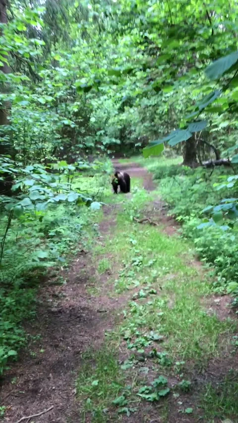 Cub brown bear Video stock 144214193