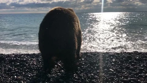 Cub brown bear Video stock 145770480