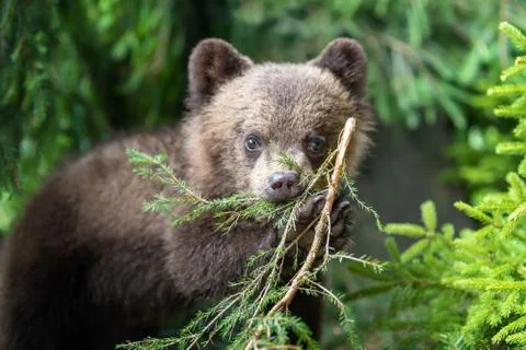 Cub of brown bear in the forest Stock-Fotos
