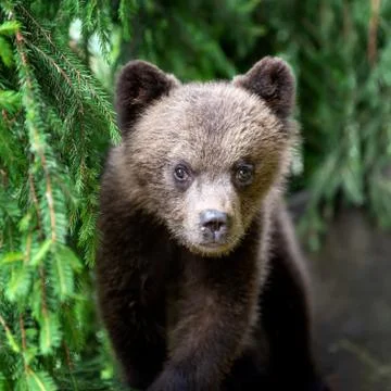Cub of brown bear in the forest Stock-Fotos