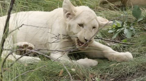 Cub chews on stick Stock Footage