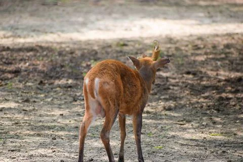 Cub of deer Stock Photos