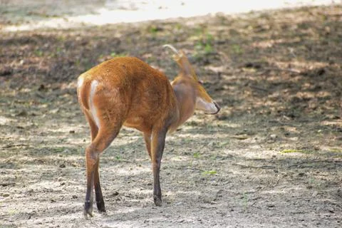 Cub of deer Stock Photos