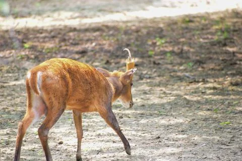 Cub of deer Foto stock