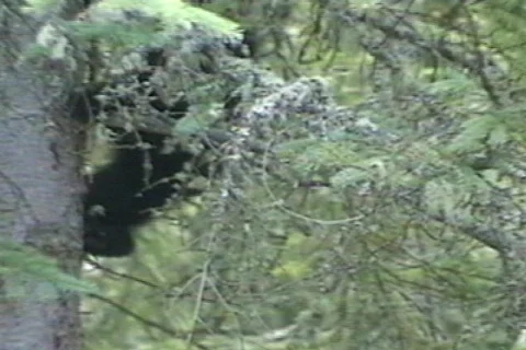 Cub up &amp; down tree Stock Footage 96655