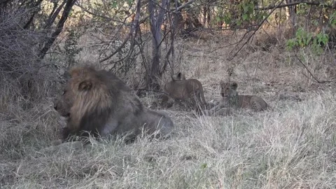 A cub is drawn to a small twig and sniffs it near the resting male Video stock 319899001