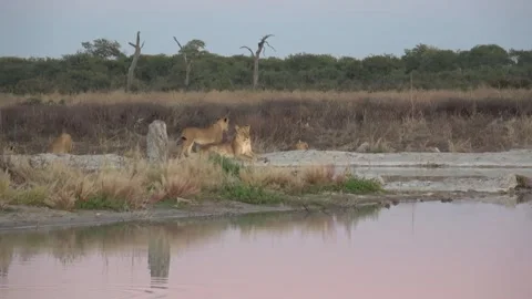Cub gives gentle slap on muzzle during play — Part 2 Stock Footage 322030586