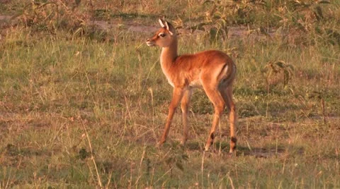 Cub impala Stock-Footage 22248801