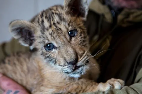Cub Ligers Foto stock