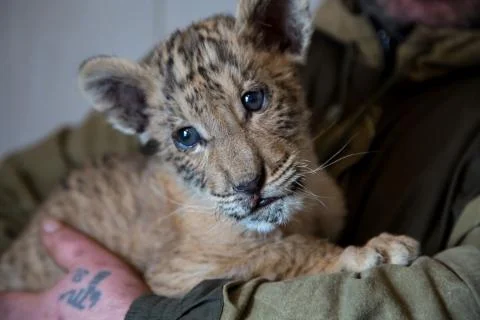 Cub Ligers Foto stock
