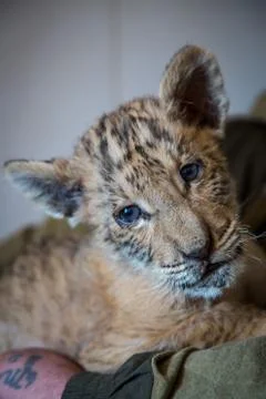 Cub Ligers Foto stock