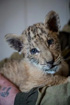 Cub Ligers Foto stock