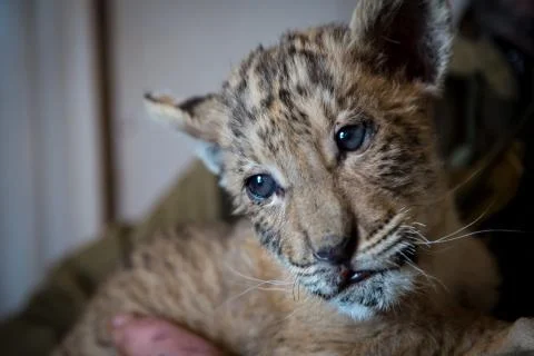 Cub Ligers Stock Photos