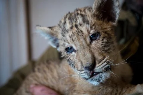 Cub Ligers Stock Photos