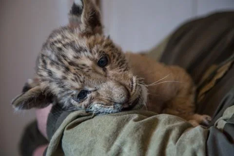 Cub Ligers Foto stock