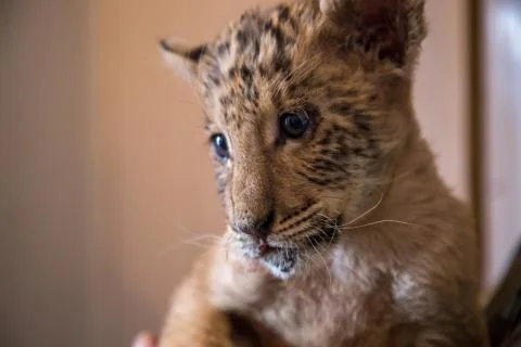 Cub Ligers Stock Photos