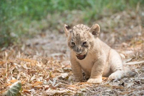 Cub of lion Foto stock