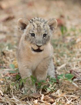 Cub of lion Foto stock