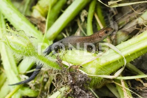 Cub of lizard viviparous in the compost heap in the garden. Reptile wildlife Stock Photos
