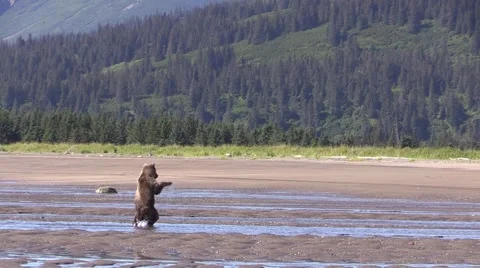 Cub plays in water Stock Footage 55576269