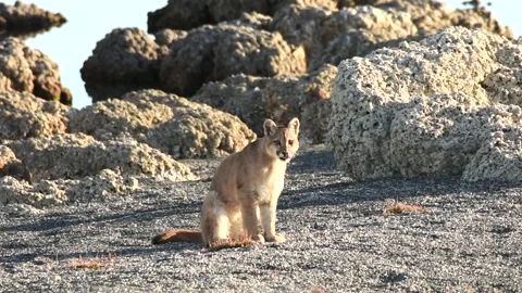 Cub of Puma sitting and beginning to walk on grey rocky beach in Patagonia. Stock Footage 273306626