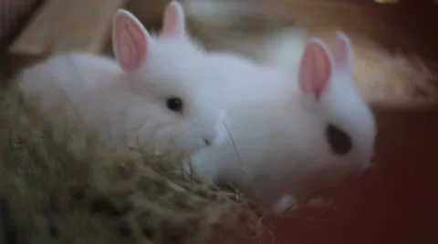 Cub of a rabbit Stock Footage 32386599