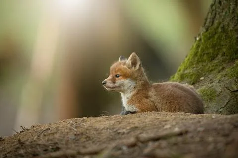 Cub red fox lying on gorund in sunlight with copy space. Stock Photos