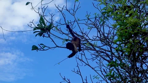 Cub of tufted capuchin monkey picking a seed on edge of tree branch, amazon Stock Footage 337438397