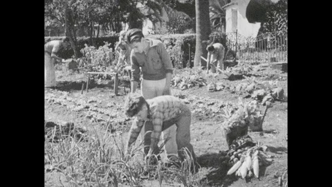 Cuba 1940s: Boys harvesting vegetables. Boys approach house. Boys give Stock Footage