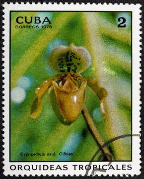 CUBA - CIRCA 1973: A stamp printed in the CUBA, shows Cypripedium exul O'Brie Stock Photos
