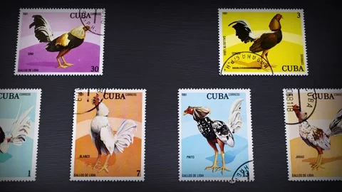 CUBA - CIRCA 1981: Stamps printed by Cuba,  the "Fighting Cocks" series Stock Footage 134968579