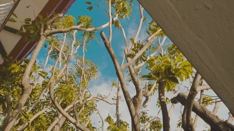 Cuba Stock Footage 88761914