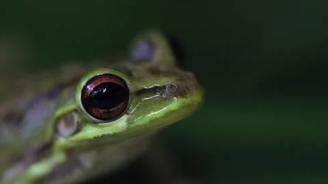 Cuba frog Stock Footage 130869968