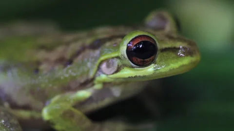 Cuba frog Stock Footage 130871535