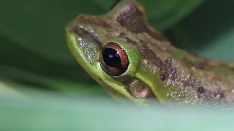 Cuba frog Stock Footage 130871561