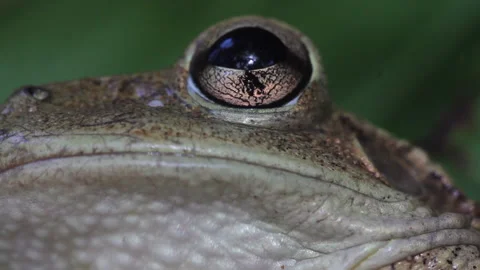 Cuba frog Stock Footage 130871664