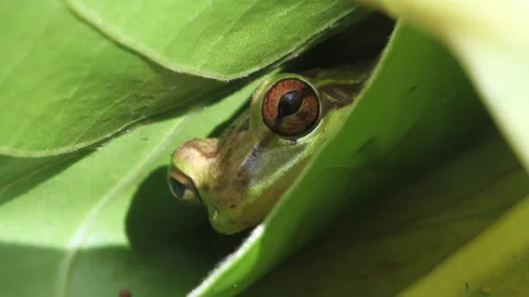 Cuba frog Stock Footage 130871667