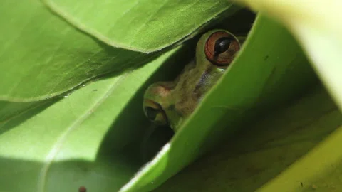 Cuba frog Stock Footage 130872955