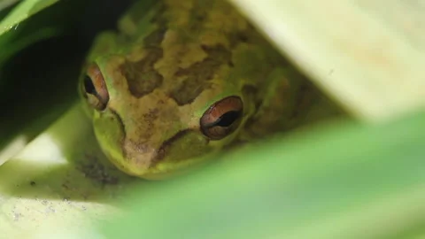 Cuba frog Stock Footage 130872980