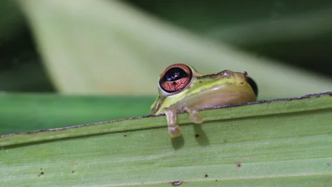 Cuba frog Stock Footage 130873287