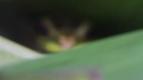 Cuba frog Stock Footage 130873484