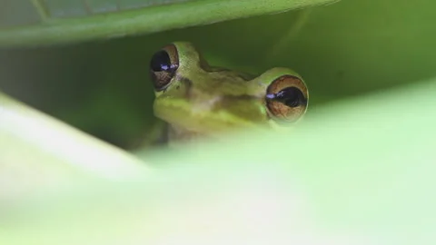 Cuba frog Stock Footage 130873802