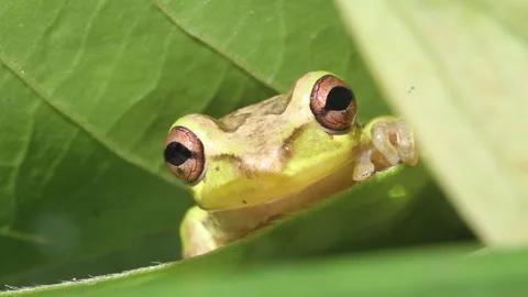 Cuba frog Stock Footage 130873893