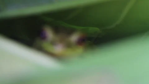 Cuba frog Stock Footage 130873967
